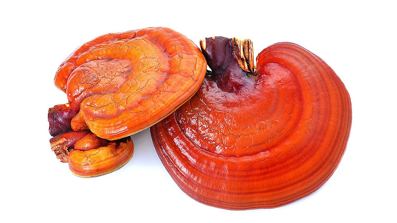 Reishi mushroom extract in Magico